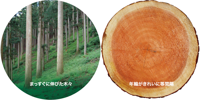 吉野杉の定期的な間伐