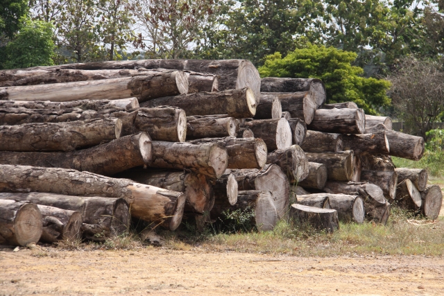 木材自給率が上がるとどうなる？国産材を利用するメリット