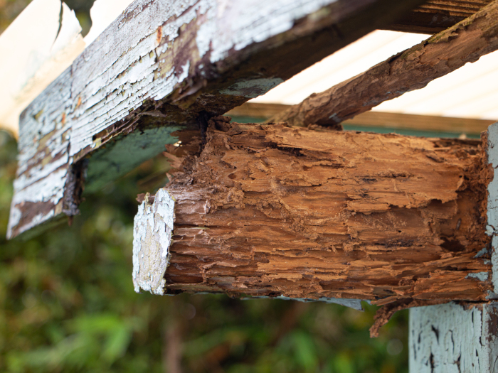 木材腐朽菌の繁殖条件