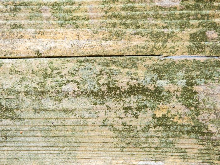 木材腐朽菌とカビ・菌根菌はどう違う？